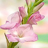 Gladiolus Gladioli Rose Supreme