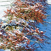 Cotoneaster horizontalist decidous shrub