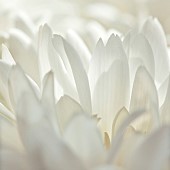 Close up Chrysanthemum