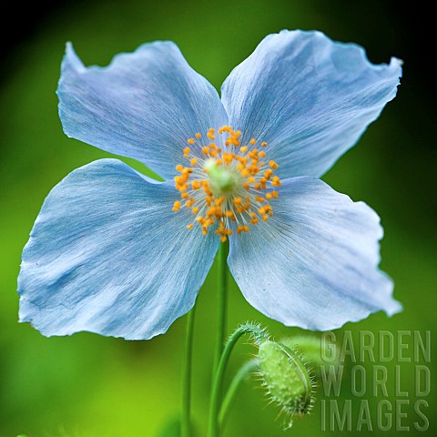 Meconopsis_betonicifolia_Blue_Poppy