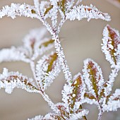 Frost covered leaves in winter