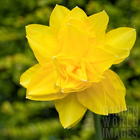 Close_up_Double_yellow_Daffodil