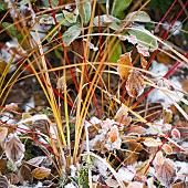 Frost covered leaves and grasses in winter