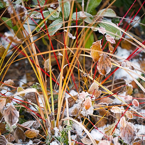 Frost_covered_leaves_and_grasses_in_winter