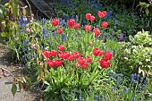 Border of spring bulbs red tulips Muscari blue grape hyacinth