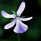 Viola cornuta Horned Violet