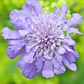 Scabiosa columbaria Butterfly Blue Beauty