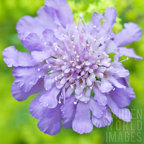 Scabiosa_columbaria_Butterfly_Blue_Beauty
