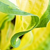 Close up Hosta Leaf