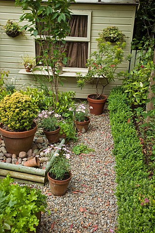 Buxus_Common_Box_hedging_terra_cotta_containers_summer_flowering_annuals