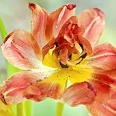 Close up Orange tulip with yellow centre