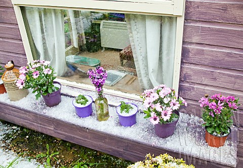 Summer_house_window_cill_with_Osteospermum__perennials