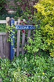 Blue wooden front gate of cottage mature shrubs herbaceous perennials in Spring