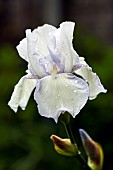 Iris Germanica Royal Satin
