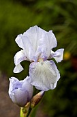 Iris germanica Royal Satin