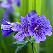 Herbaceous Perennial Hardy Geranium Magnificum (Cranesbill) with blue flowers in summer