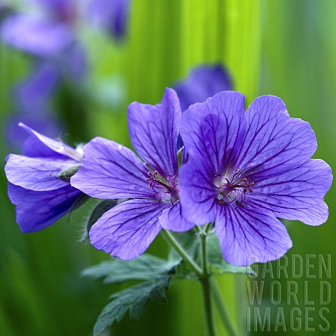 Herbaceous_Perennial_Hardy_Geranium_Magnificum_Cranesbill_with_blue_flowers_in_summer