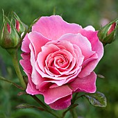 Rose Rosa Tickled Pink