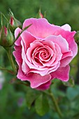 Rose Rose Tickled Pink