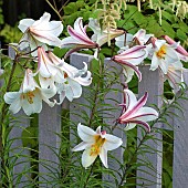 Oriental Lily, Lilium Regale Regal Lily