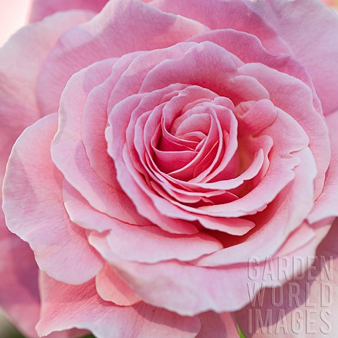 Rose_Rosa_Tickled_Pink_rose_of_the_Year_2007
