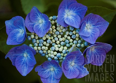 Hydrangea_macrophylla_Blaumeise