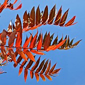 Rhus typhina Stags Horn Sumach