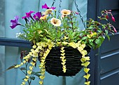 Hanging Basket with a variety of annuals