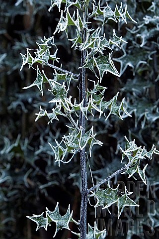 Winter_frost_covered_Holly_tree