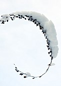 Bending under the weight of a heavy snow seedheads