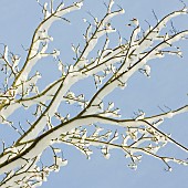 Heavy snow covered tree branches