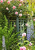 Rose Rosa and Delphiniums on trellis