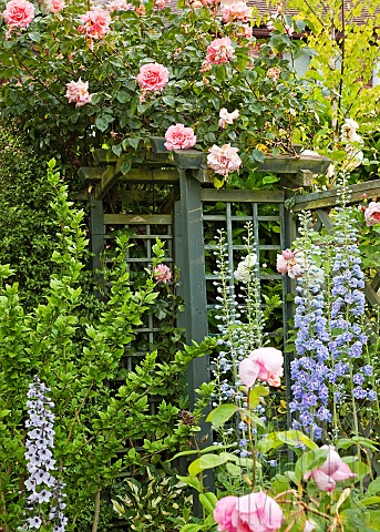 Rose_Rosa_and_Delphiniums_on_trellis