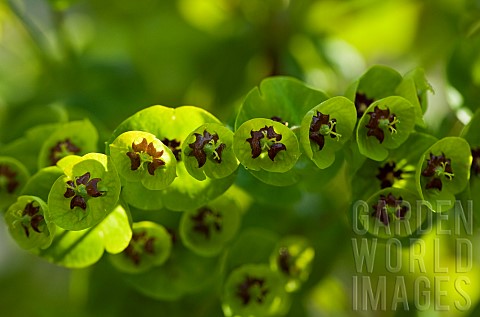 Euphorbia_martinii_Spurge