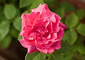 Rosa Rose Zephirine Drouhin