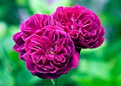Rose Rosa Ausdecorum DARCEY BUSSELL