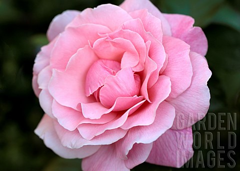Rose_Rosa_Tickled_Pink__Rose_of_the_year_2007