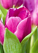 Tulip Pink Giant
