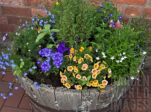 Half_barrel_planted_with_many_summer_flowering_annuals_at_Swallows_Rest_Glandularia_x_hybrida_Verben