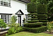 Black and Whitte cottage with clipped Yew Topiary in summer