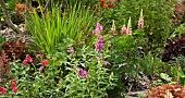 Summer flowering herbaceous perennials Penstemon, Bergamot, Heuchara, Lupins and Astilbe