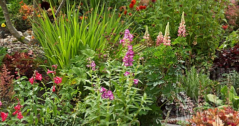 Summer_flowering_herbaceous_perennials_Penstemon_Bergamot_Heuchara_Lupins_and_Astilbe