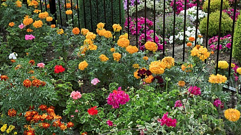 Garden_containing_double_Marigolds_Busy_Lizzie_in_summer