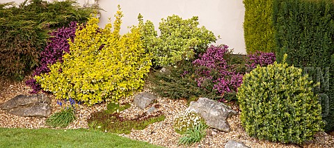 Border_of_mixed_shrubs_and_heathers_planted_in_gravel