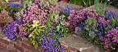 Calluna vulgaris heather, Aubretia, Muscari,  grape hyacinth