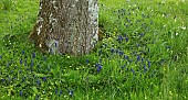 Specimen tree trunk underplanted with Muscari and wildflowers