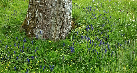 Specimen_tree_trunk_underplanted_with_Muscari_and_wildflowers