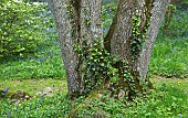 Specimen tree with four trunks underplanted with wildflowers