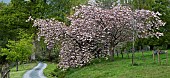 Prunus Ornamental Cherry Tree