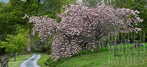 Prunus_Ornamental_Cherry_Tree